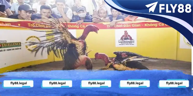 đá gà Bình Định